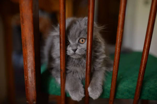 Graues Kätzchen Liegt Mit Großen Augen Auf Einem Stuhl Hochwertiges — Stockfoto