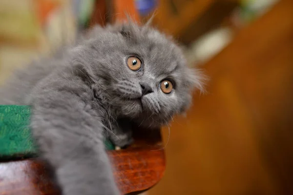 Gray Kitten Lies Chair Big Eyes High Quality Photo — Stock Photo, Image