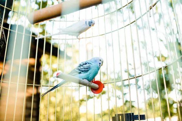 Μπλε Παπαγάλος Ένα Κλουβί Στον Κήπο Υψηλής Ποιότητας Φωτογραφία — Φωτογραφία Αρχείου