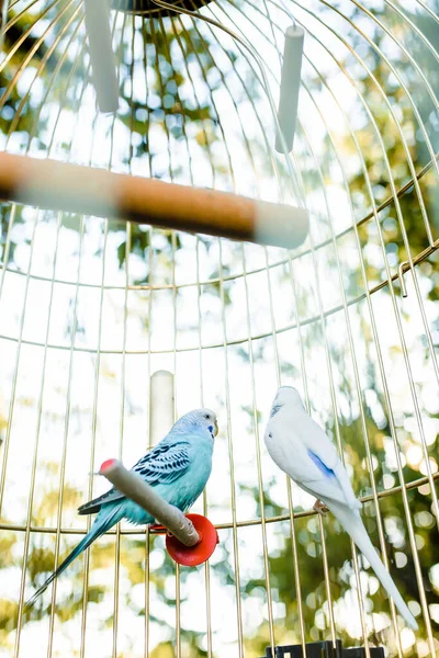 Two Parrots Cage Kissing High Quality Photo — Stock Photo, Image