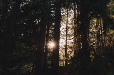 Güneşli İlkbahar Kozalaklı Ormanı 'nda Güzel Günbatımı Gündoğumu Güneşi. Ormandaki Ormanda Güneş Işığı Işıkları. Yüksek kalite fotoğraf