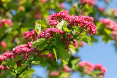 Beautiful pink flowers of Crataegus laevigata, close-up. Spring bloom. Floral background. Midland hawthorn, English hawthorn, woodland hawthorn, mayflower. clipart