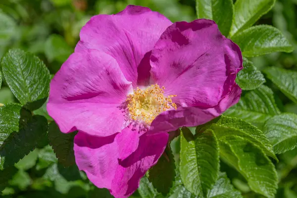 stock image Beautiful pink Rosa rugosa flower, close-up. rugosa rose, beach rose, Japanese rose, Ramanas rose, letchberry.