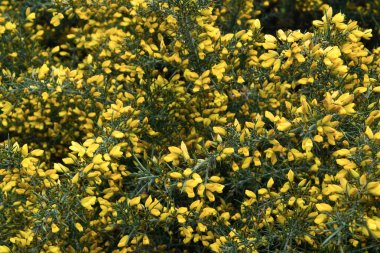Yellow Ulex europaeus flowers in the garden, close-up. the gorse, common gorse, furze, whin. Spring bloom. Floral background. clipart