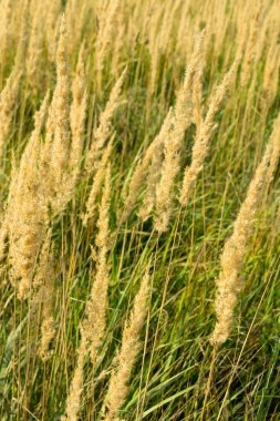 Yellow dry grass in the field. Calamagrostis epigejos, wood small-reed, bushgrass. clipart