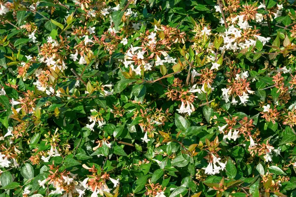 Linnaea grandiflora, Abelia grandiflora. Bahçede beyaz çiçekler. Çiçek arka planı.