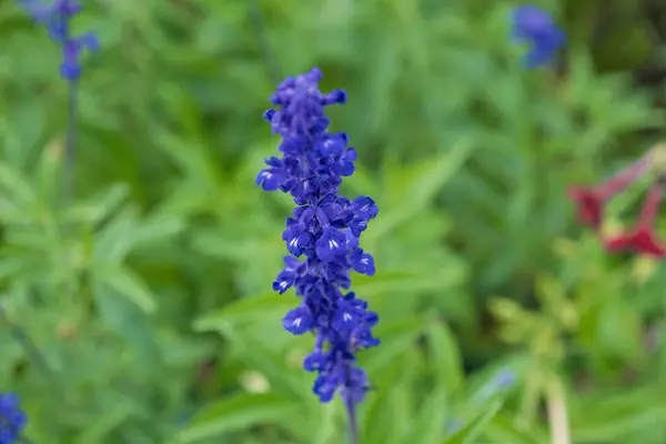 stock image Blue Salvia farinacea flower in a field, close-up. the mealycup sage, mealy sage.
