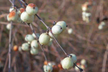 Symphoricarpos albusu, yaygın kar çileği. Bir dalda beyaz böğürtlen. Dekoratif çalı.