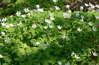 Anemonoides nemorosa 'nın beyaz çiçekleri. Bahar çiçekleri. Ahşap şakayık, yel çiçeği, Avrupa yüksük otu, tilki kokusu.
