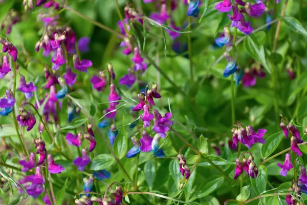 Lathyrus vernus 'un güzel mor çiçekleri. Bahar Vecchling, Bahar Vince, Bahar Vince.