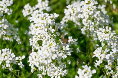 White flowers of Arabidopsis halleri. Spring bloom. Floral natural background. clipart
