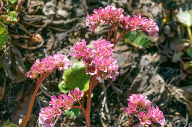 Bergenia Crassifolia 'nın güzel pembe çiçekleri. kalp yapraklı bergenia, kalp yaprağı bergenia, deri bergenia, kışın açan bergenia, fil kulağı, fil kulağı, Kore fil kulağı, badan, domuz cızırtısı, Sibirya çayı, Moğol çayı