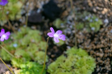 Pinguicula moranensis 'in küçük mor çiçeği. Böceksi bitkiler. Çiçek açan bitki familyası Lentibulariaceae.