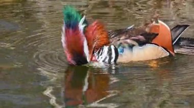 Erkek bir Mandarin ördeği tüylerini gölette örüyor. Aix galericulata