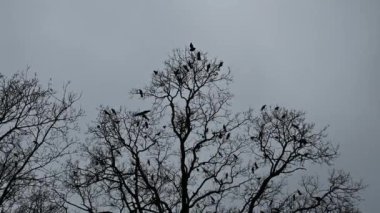 Bir karga sürüsü, gri gökyüzüne karşı bir ağacın çıplak dallarında oturur.