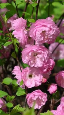 Prunus triloba 'nın güzel pembe çiçekleri, yakın plan. Çiçekli erik, çiçekli badem. Bahar çiçekleri. Çiçek arka planı.