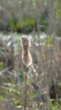 Rüzgarda sallanan bataklıkta kurumuş kabarık otlar. Typha latifolia, geniş yapraklı yayın kuyruğu. Doğal arkaplan.