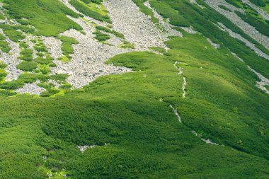 Bir dağ yamacında yol. Dağlarda yürüyüş. Tatra Dağları, Polonya.