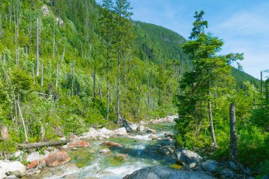 Polonya, Tatras 'taki dağ nehri. Güzel yaz manzarası. Doğal arkaplan.