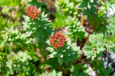 Rhodiola Rose 'un güzel çiçekleri. Altın kök, gül kökü, roseroot, Aaron 'un çubuğu, kutup kökü, kralın tacı, lignum rodyumu, orpin gülü..