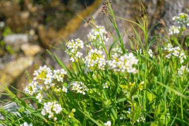 Arap alpinasının güzel beyaz çiçekleri, yakın plan. Alp kayası teresi. Brassicaceae ailesinde çiçek açan bir bitki..