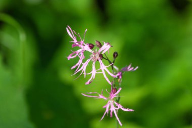 Beautiful pink Silene flos-cuculi flowers, close-up. ragged-robin. a perennial herbaceous plant in the family Caryophyllaceae. clipart