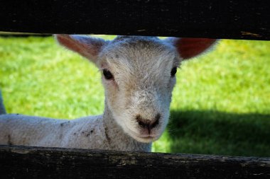 A young lamb in New Zealand gazes longingly through the fence, hopeful for a dropped morsel. 