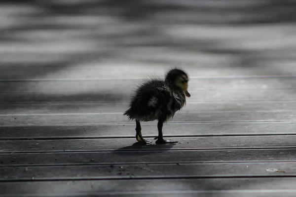 Lonely Duckling Rushing Keep Its Mother Spring Wellington New Zealand —  Fotos de Stock