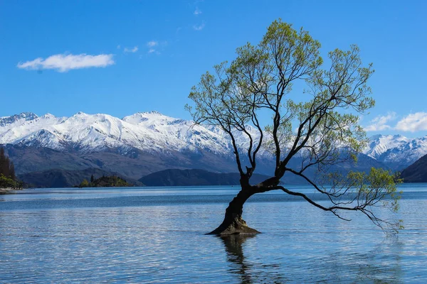 A gorgeous partially submerged tree in the spectacular Lake Wanaka, New Zealand.