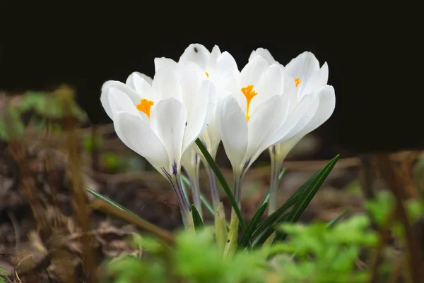Crocos Brancos Jardim Primeiras Flores Primavera — Fotografia de Stock