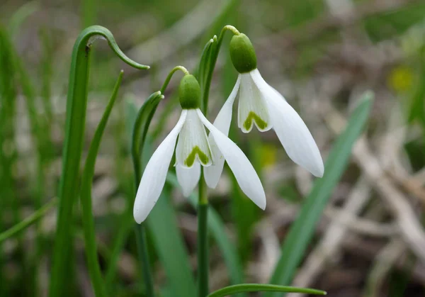 Flower heads of snowdrops close up. First spring flowers