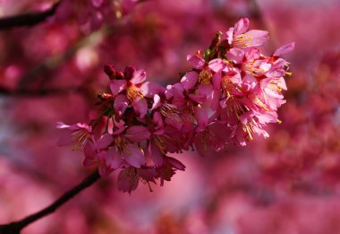 Pembe sakura brunch 'ı. Bahar çiçek açıyor..