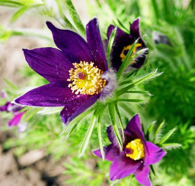 Pulsatilla patens, Doğu pasqueflower, ve kesme yapraklı mor anemon çiçekleri ile kaplı küçük tüyler çayırda çiçek. İlk bahar gülleri.