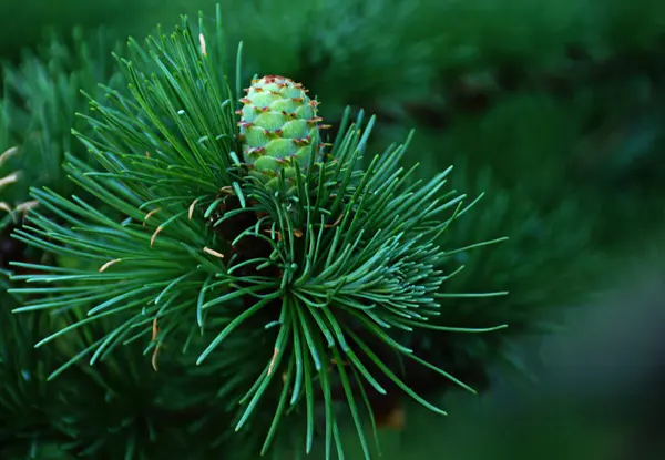 Grüner Zweig Mit Lärchenzapfen Naturgrüner Hintergrund — Stockfoto