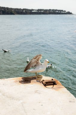 Seagull on pier with sea at background in Turkey  clipart