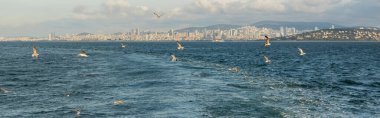 Türkiye 'de arka planda İstanbul' la birlikte kuşlar denizin üzerinde uçuyor, afiş 