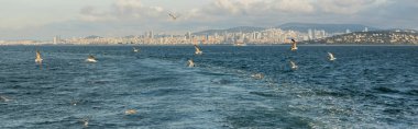 Birds flying above sea with Istanbul at background in Turkey, banner  clipart