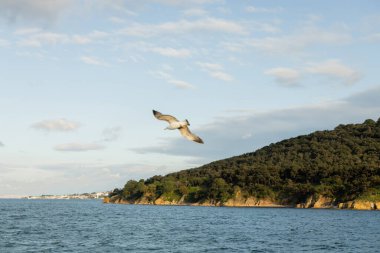 Türkiye 'de deniz üzerinde Prenses adaları ve gökyüzü ile uçan martılar 