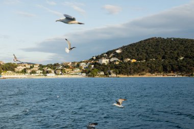 Türkiye 'de arka planda kıyı şeridi ile deniz üzerinde uçan bulanık kuşlar 