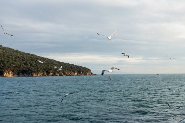 Gulls fling above sea with coast at background in Turkey  clipart