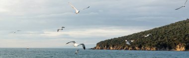 Türkiye 'de arka planda kıyı ve ufuk ile deniz üzerinde uçan martılar, afiş 