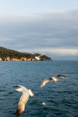 Türkiye 'de arka planda kıyı şeridi ile deniz üzerinde uçan bulanık kuşlar 