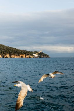 Blurred birds flying above sea with coastline at background in Turkey  clipart