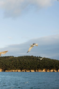 Türkiye 'de arka planda Prenses adalarının deniz ve kıyılarıyla uçan martılar 