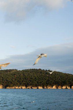 Gull flying with sea and coast of Princess islands at background in Turkey  clipart
