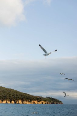 Türkiye 'de arka planda kıyılarla birlikte deniz üzerinde uçan martıların manzarası 