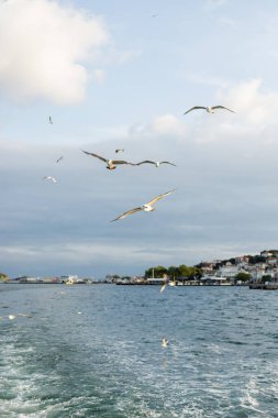 Türkiye 'de deniz üzerinde uçan martılar ve İstanbul kıyı şeridi 