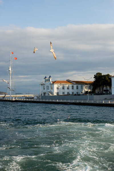 Seagulls flying above blue sea and pier in Istanbul 