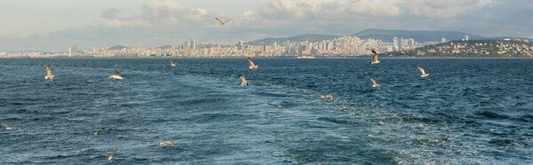 Birds flying above sea with Istanbul at background in Turkey, banner 