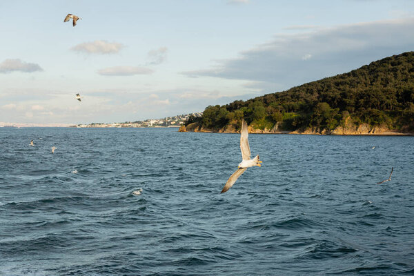Gulls flying above sea with Princess islands and sky at background in Turkey 
